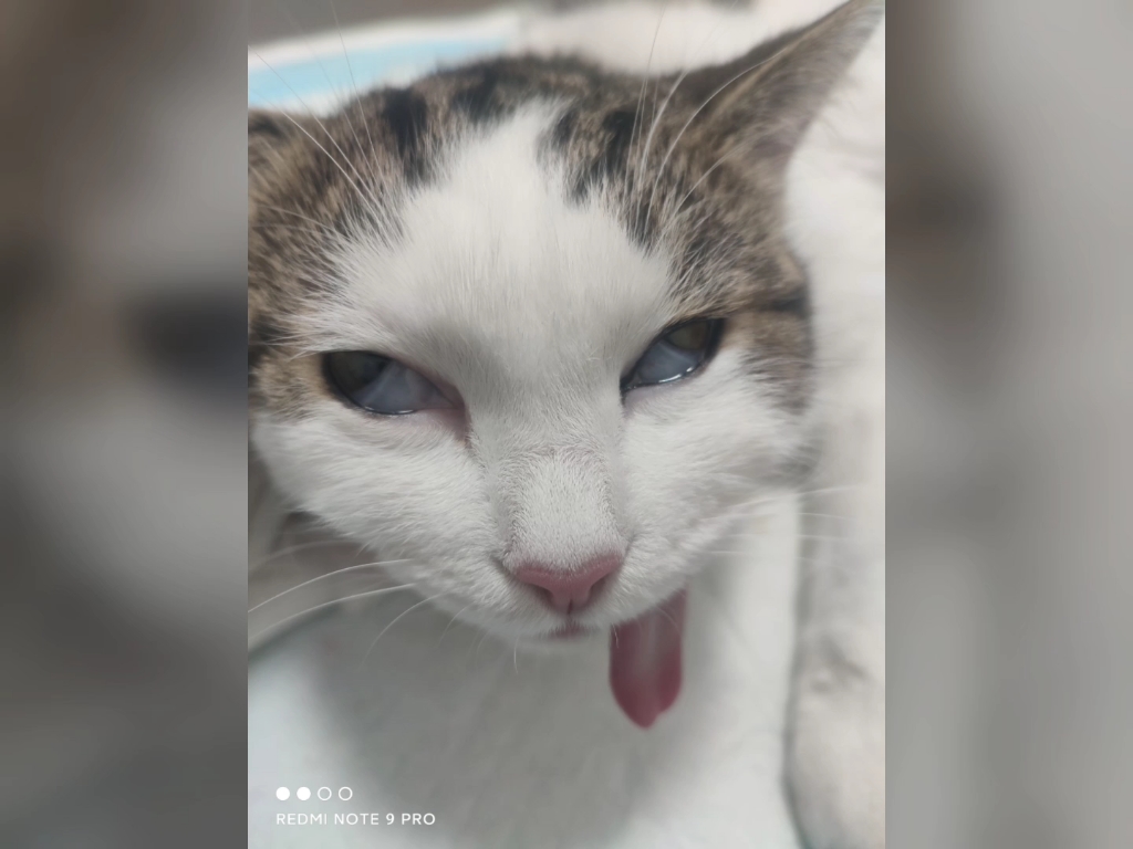 做完绝育的猫,吐舌头好好笑