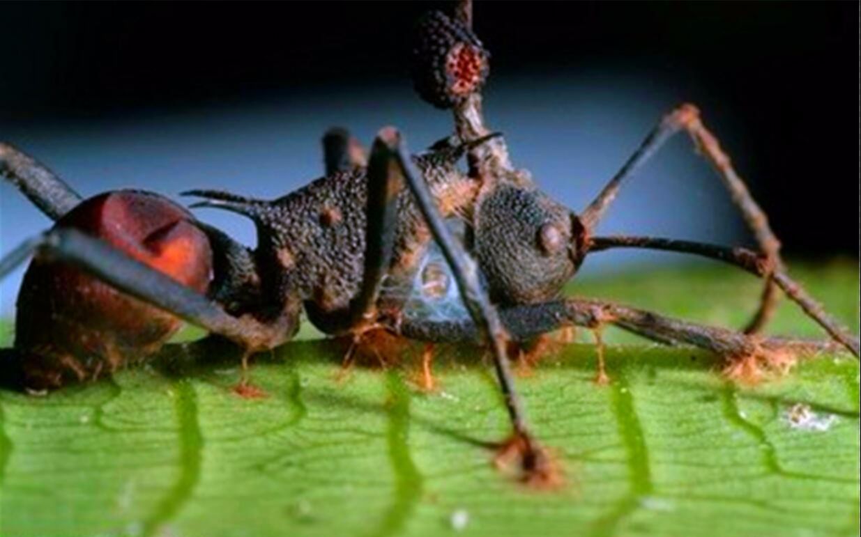 这种真菌能控制动物,蚂蚁一旦感染,将变成可怕的"僵尸蚂蚁"