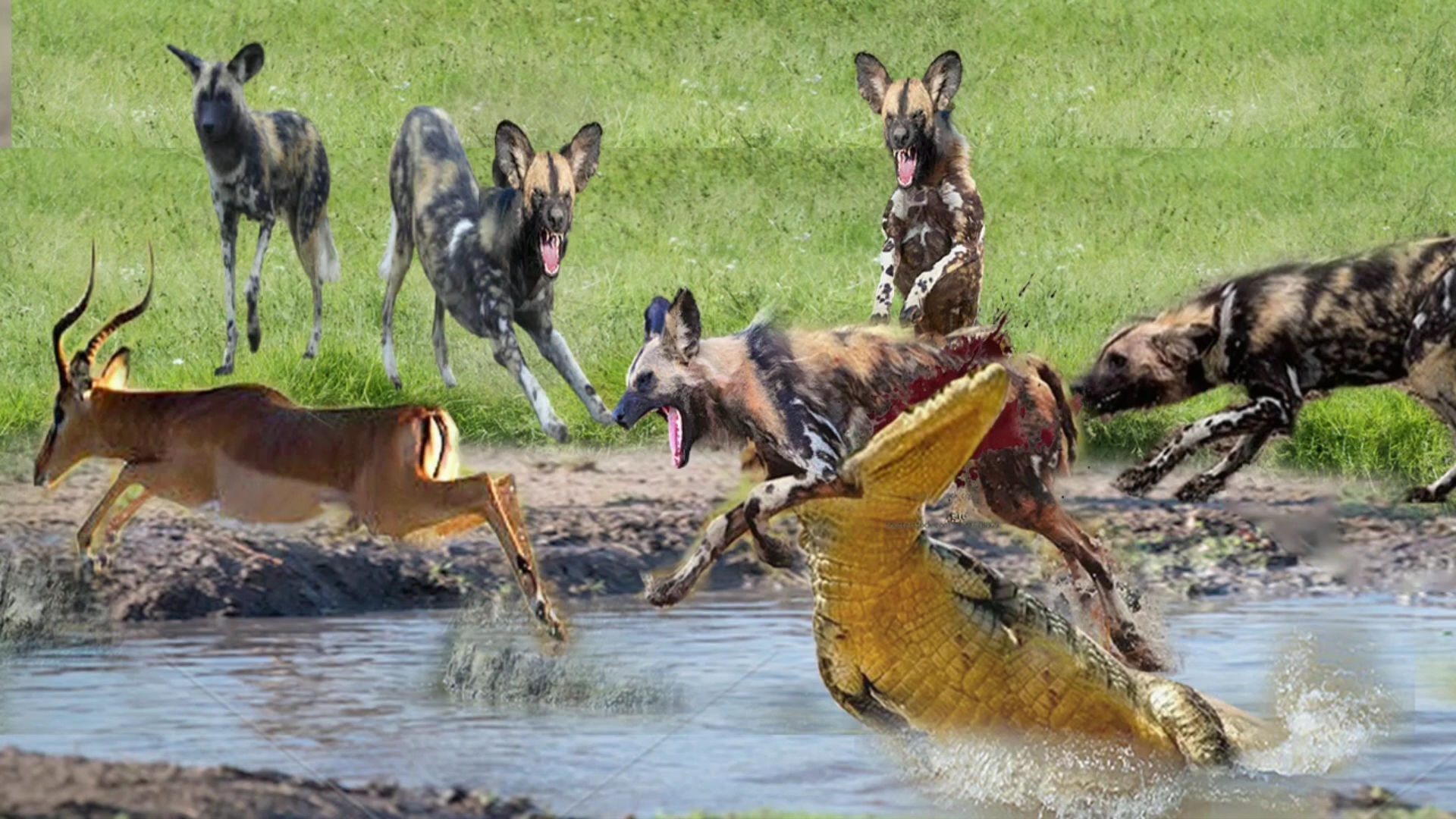 动物狩猎混剪,鳄鱼野狗捕猎