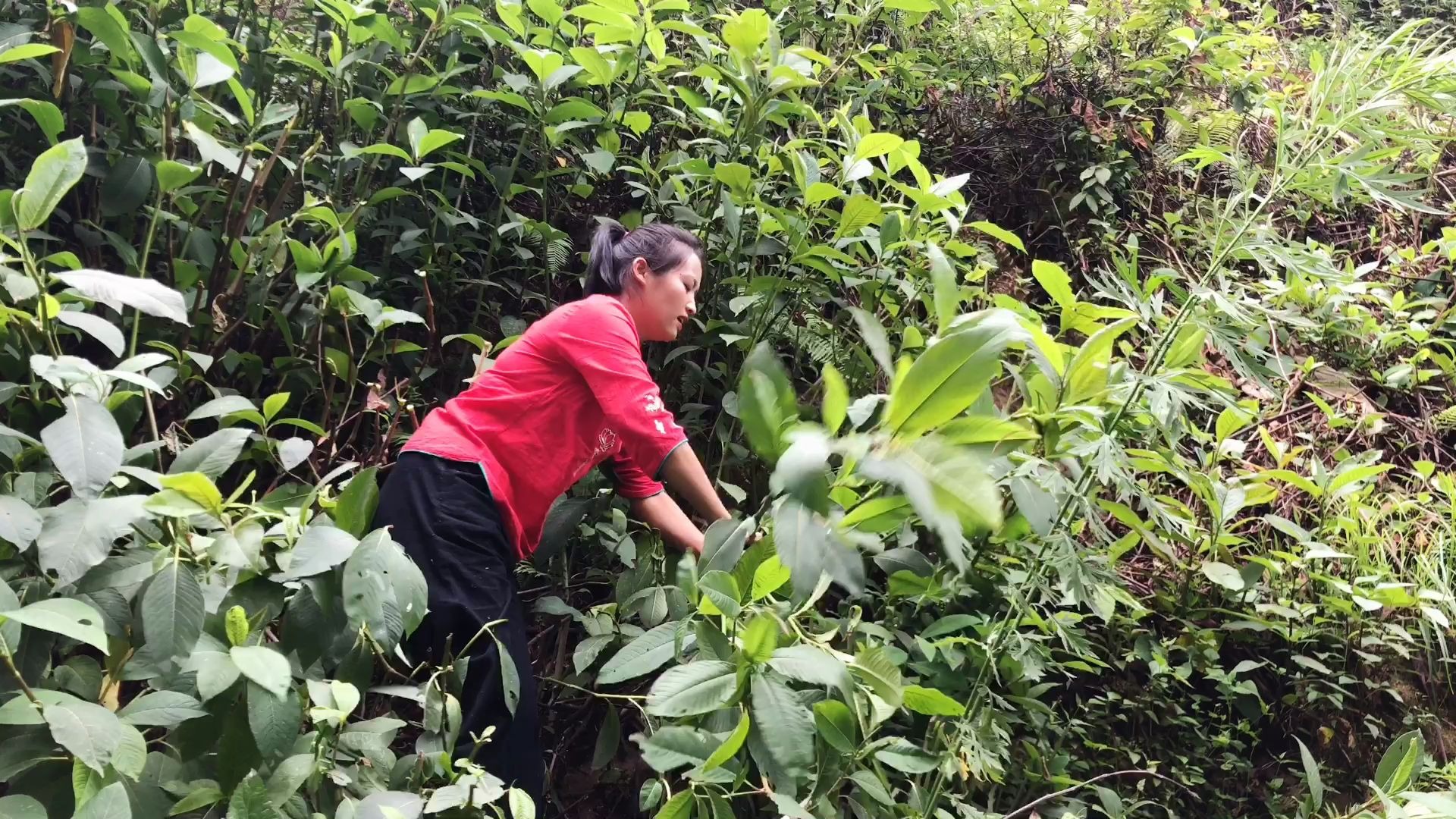 野猪草:农村人小时候的零食,直接生吃,有多少人还记得?
