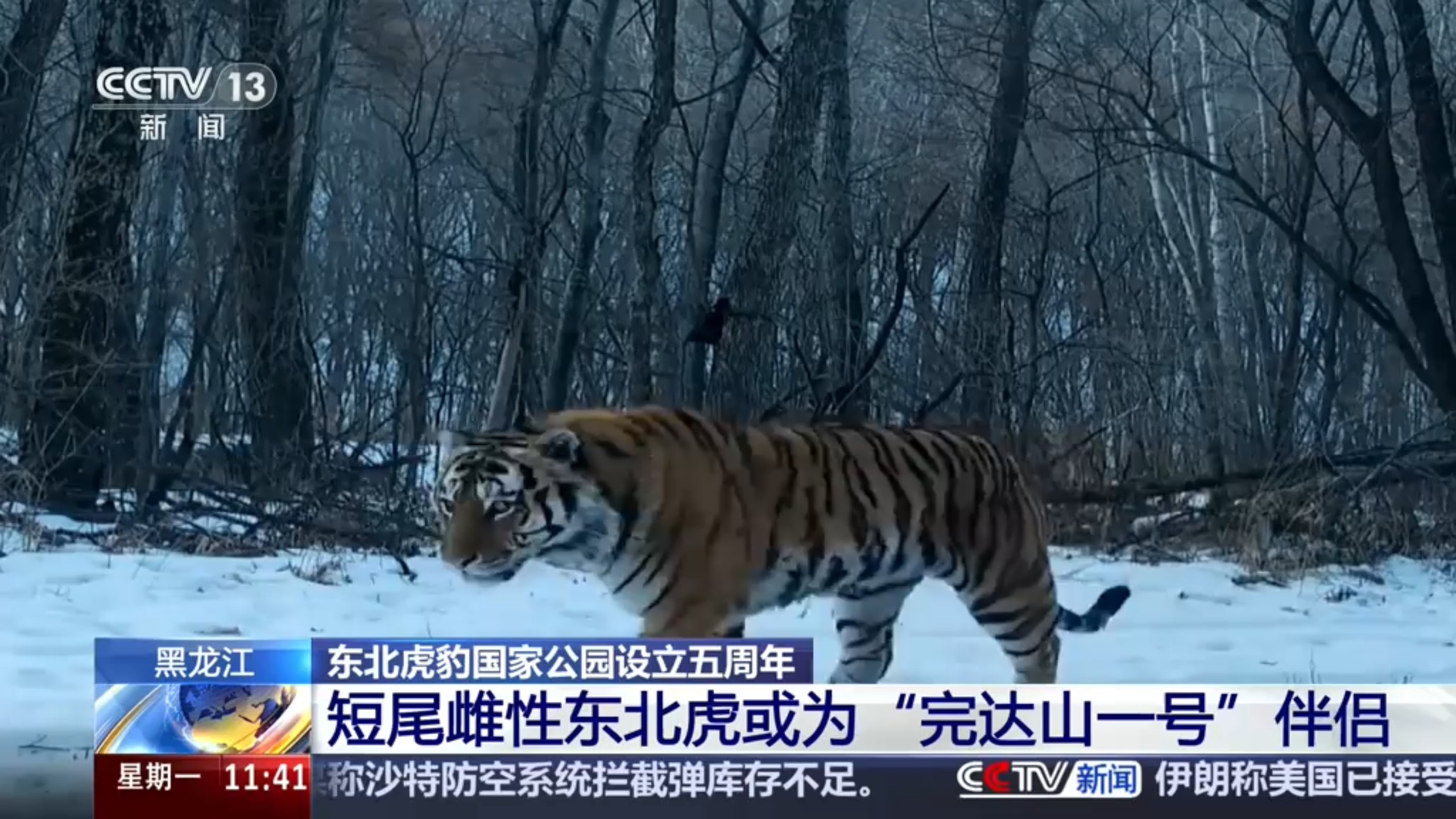 【央视新闻】东北虎豹国家公园设立五周年 短尾雌性东北虎或为“完达山一号”伴侣