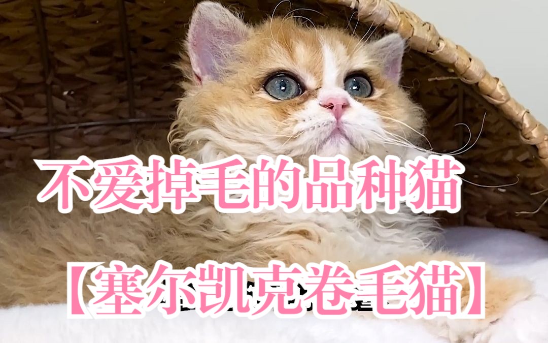 不怎么掉毛的猫咪品种【塞尔凯克卷毛猫】(上)哔哩哔哩bilibili