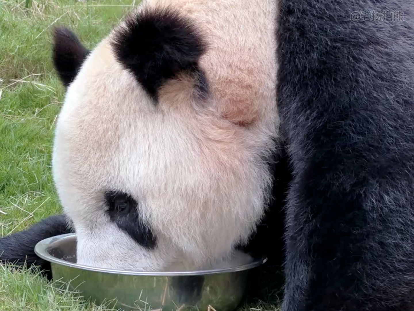 [图]一个视频讲清楚秦岭大熊猫中心的雪雪家族