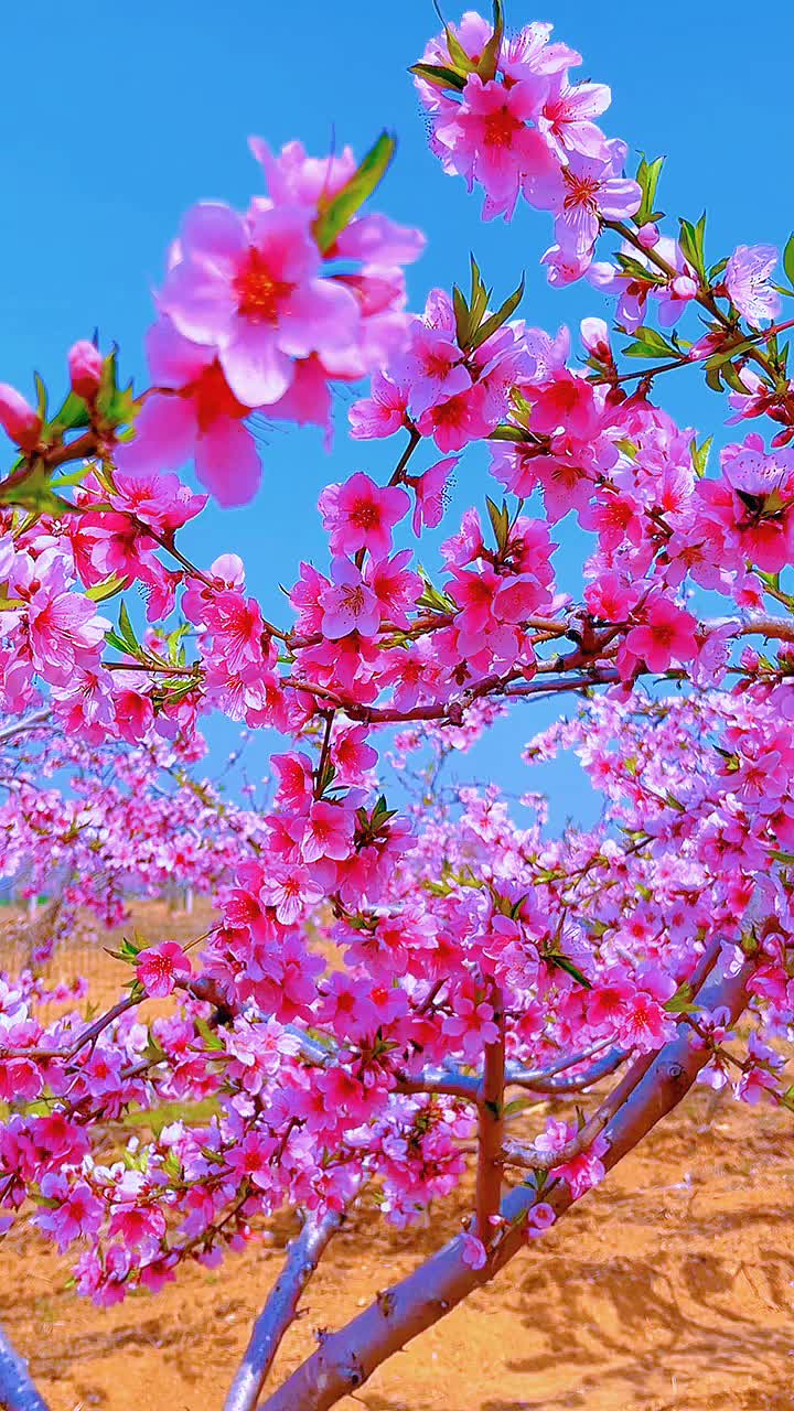 桃花灼灼#桃花盛开 #好看的花一定要分享给你 #十里桃花 #风景都在路