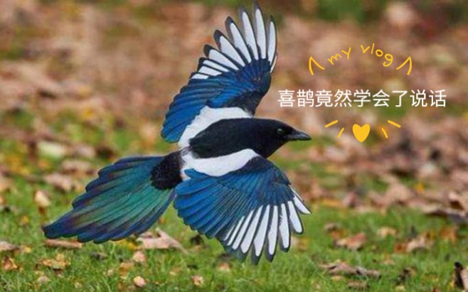 喜鹊