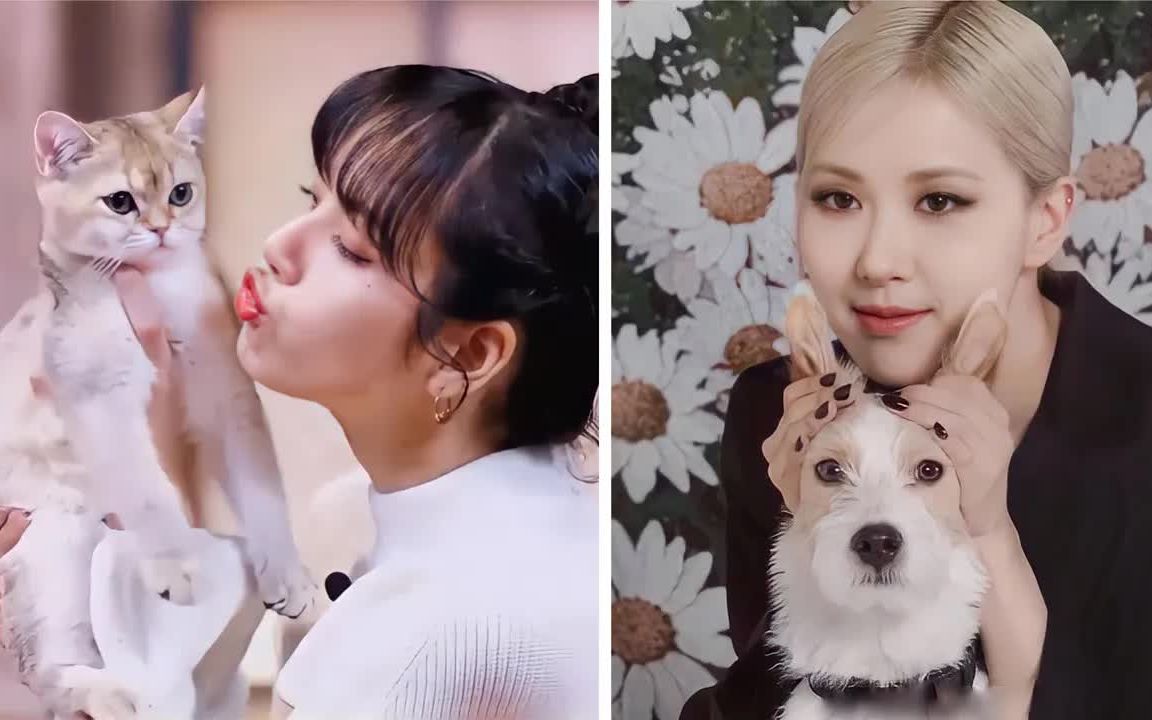 blackpink 和宠物的有趣的时刻 2021