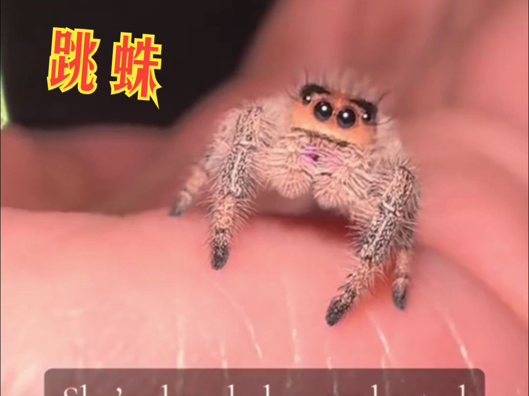 好萌的小蜘蛛