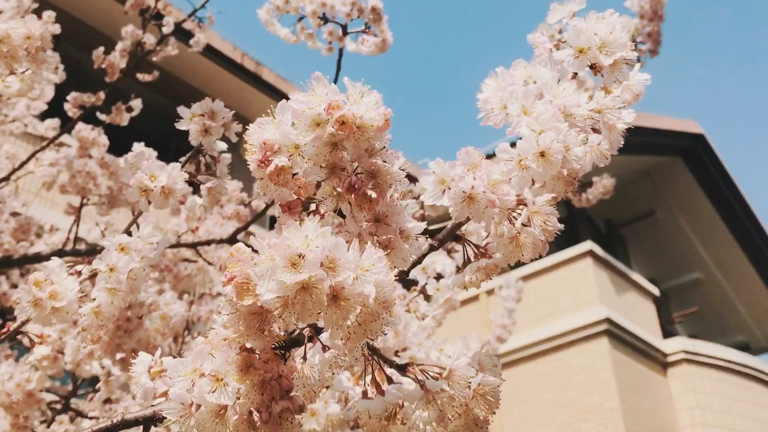 sakura_哔哩哔哩_bilibili