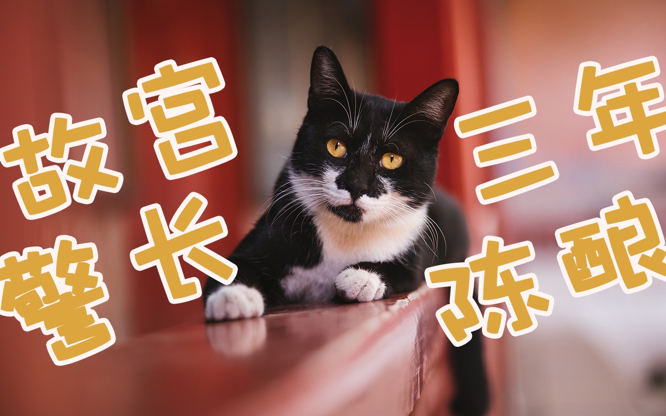 故宫的猫-警长-三年陈酿