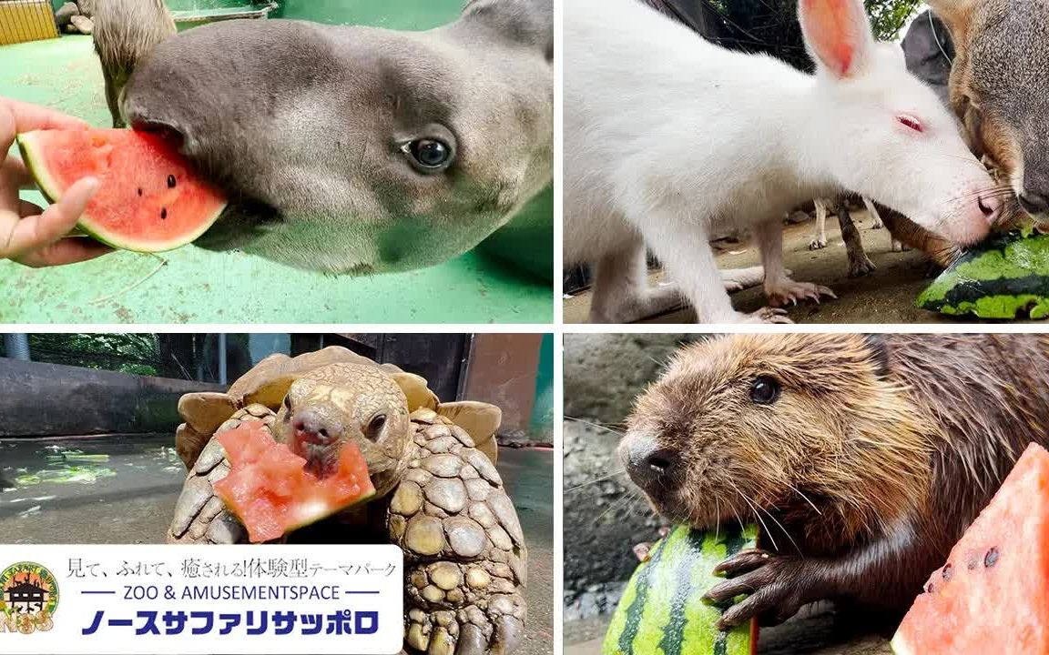 给动物们投食西瓜