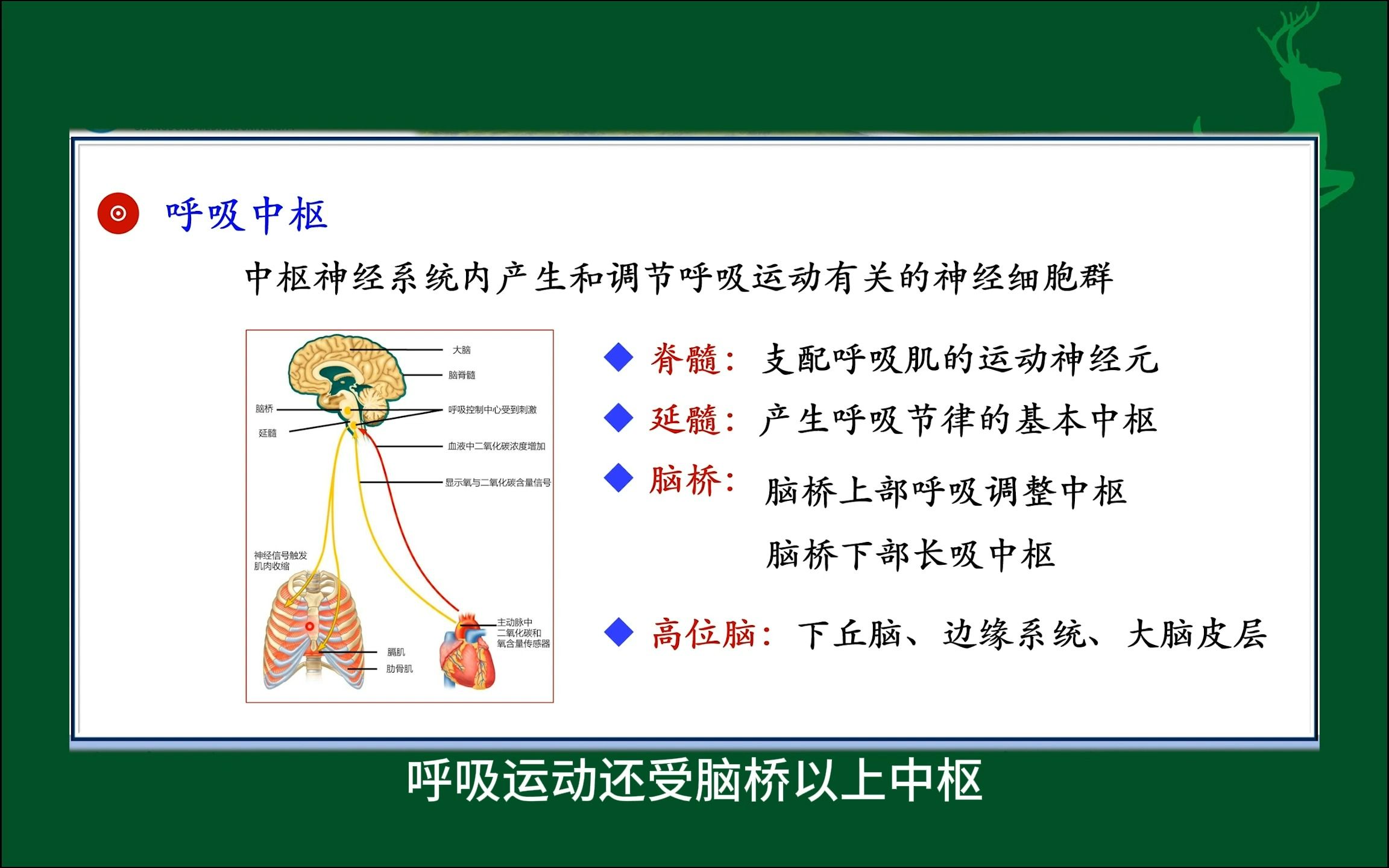 #呼吸中枢与呼吸节律的形成#人体生理学#医学知识科普#每天学习一点点哔哩哔哩bilibili