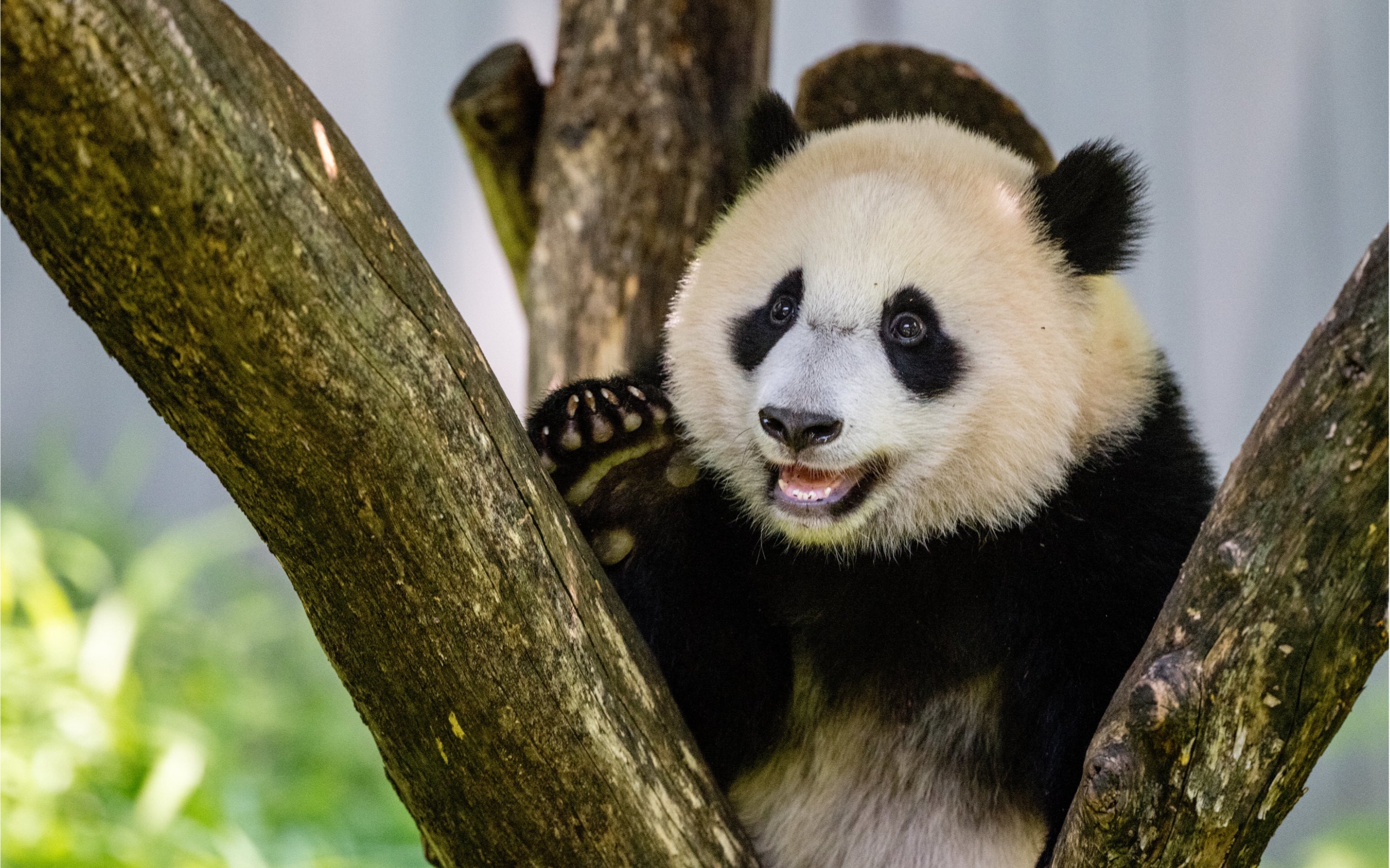 旅美大熊猫小奇迹炫竹子嘎嘎香!