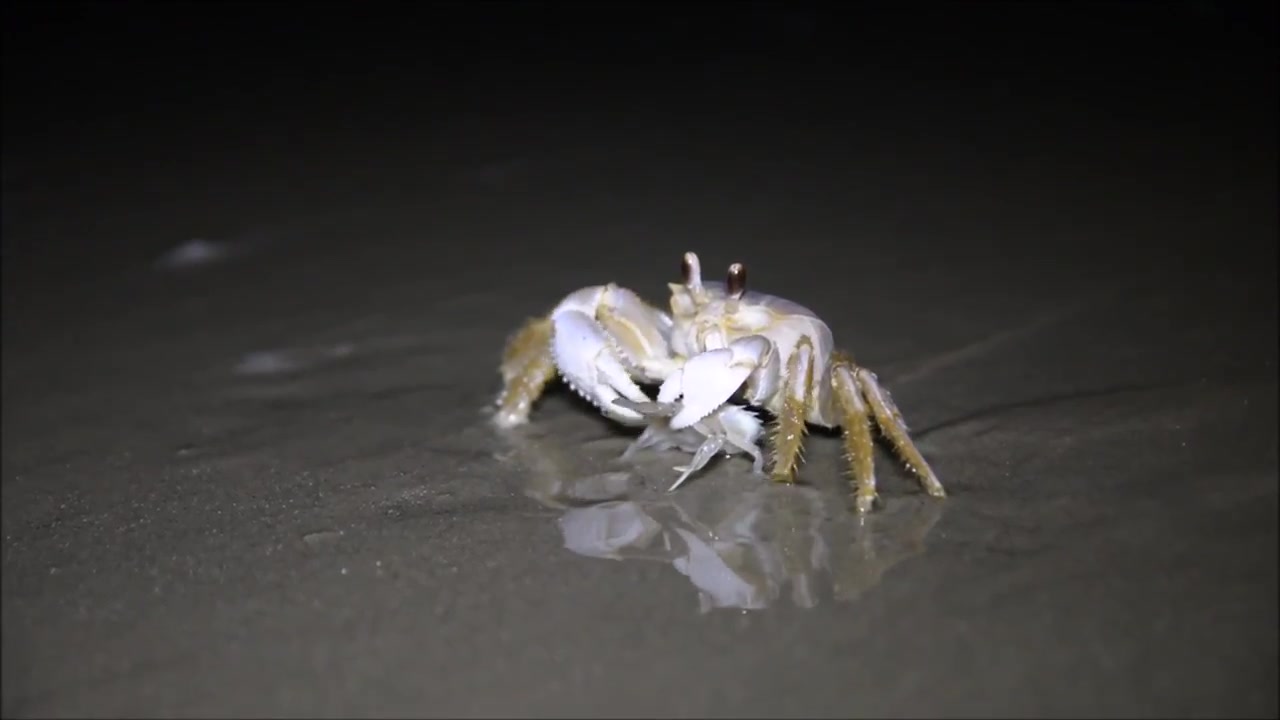 【youtube】沙蟹捕食圆趾蟹