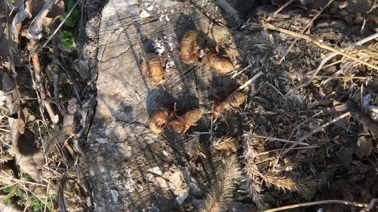 一铁锹挖出一窝知了,这是连家都抄了啊