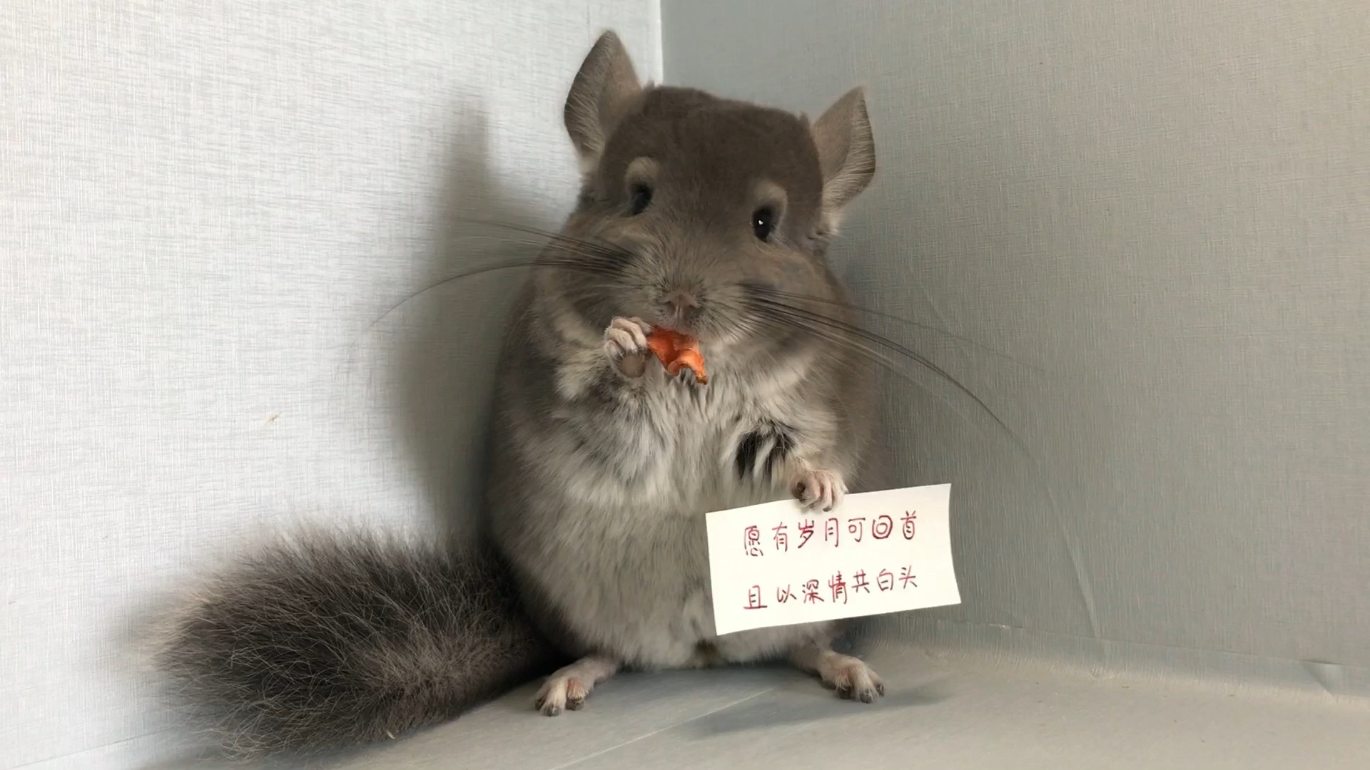 【龙猫】之举牌绝技