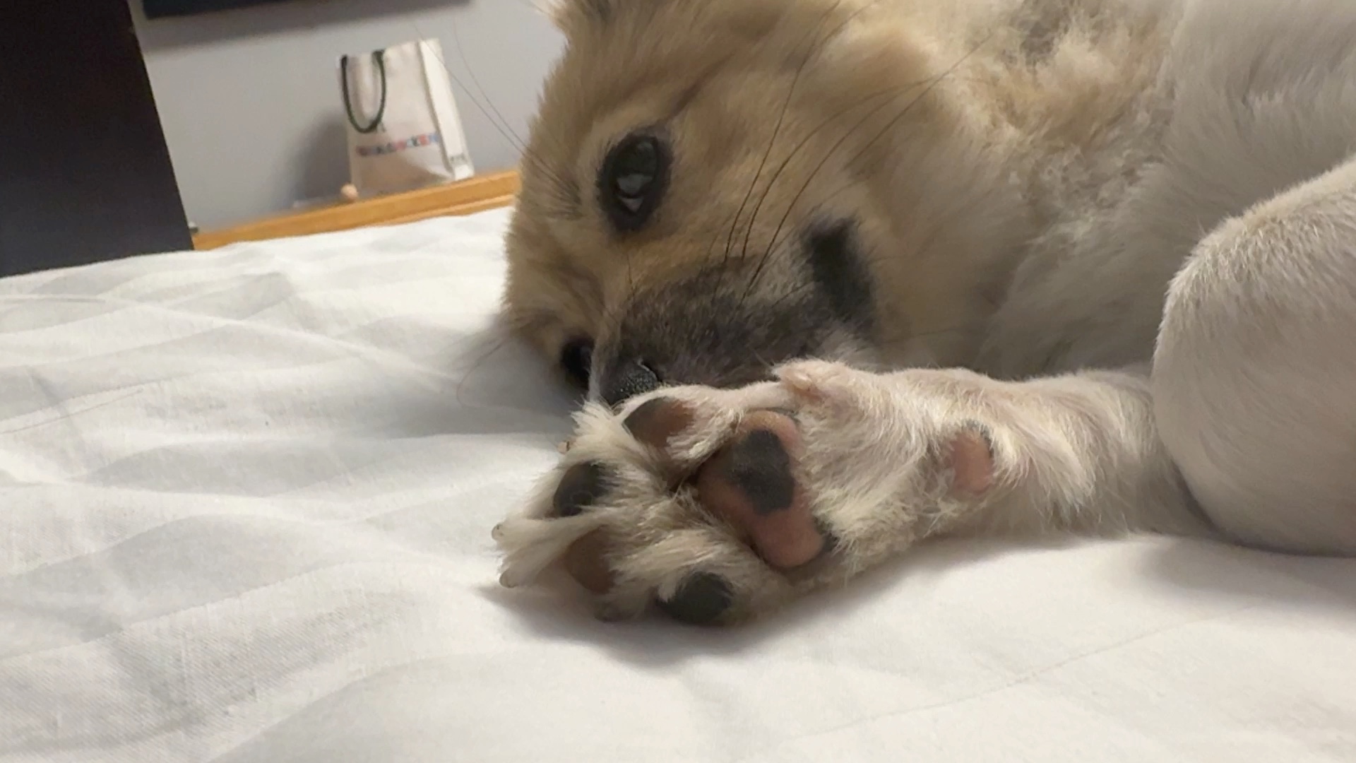 狗爪子还怪好看