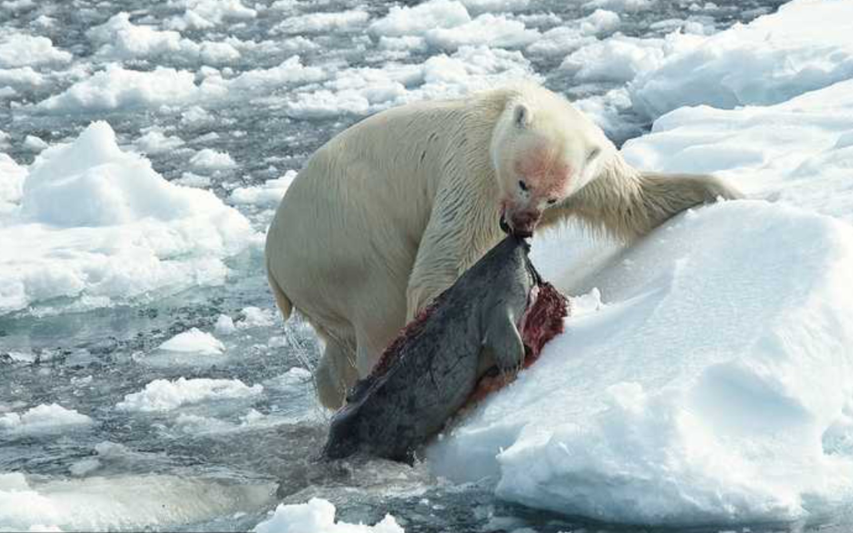 北极熊捕杀海豹_哔哩哔哩_bilibili