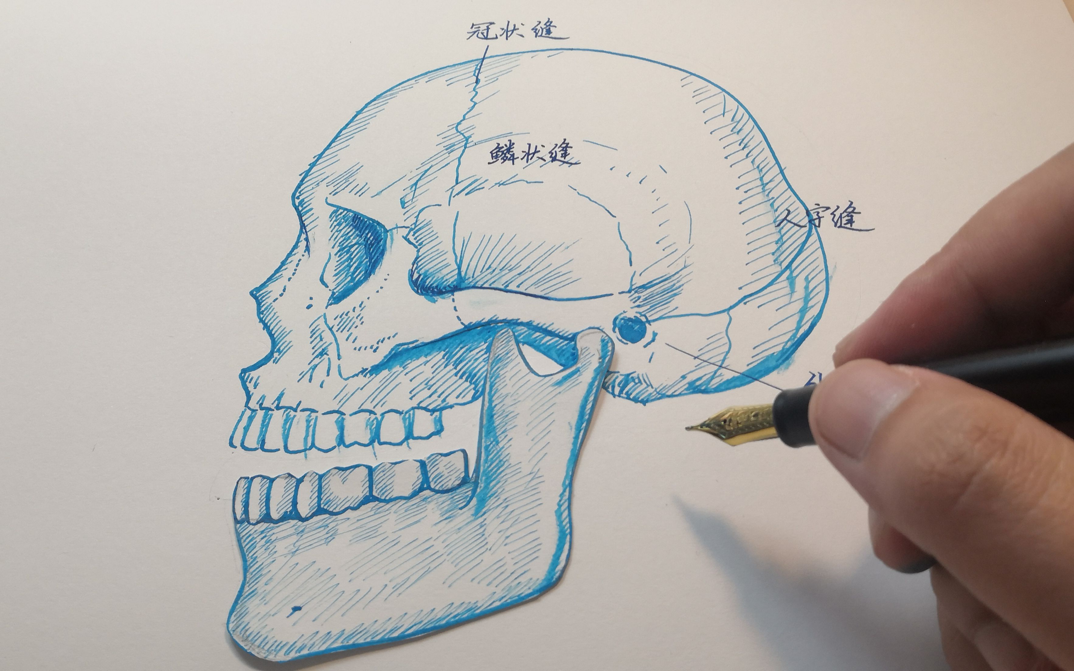 下颌骨手绘图片