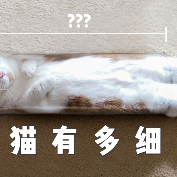 测试猫有多细？食诱猫钻5根透明管道，最细半径5cm！液体猫实锤！_哔哩 