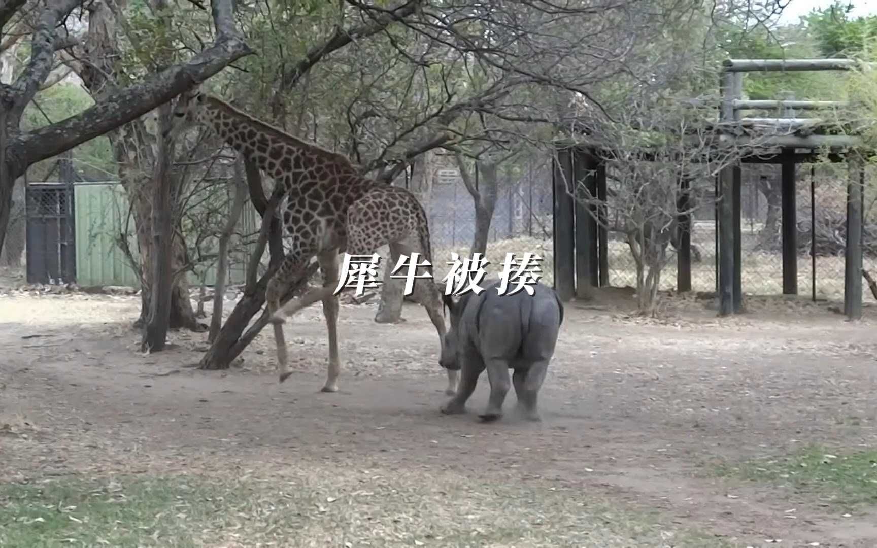 单犀鼻图片