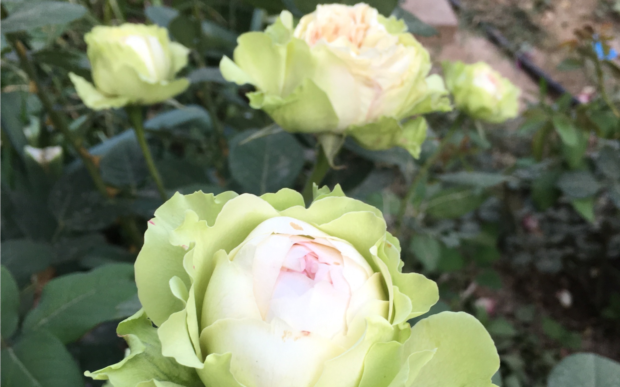 绿星月季_哔哩哔哩_bilibili