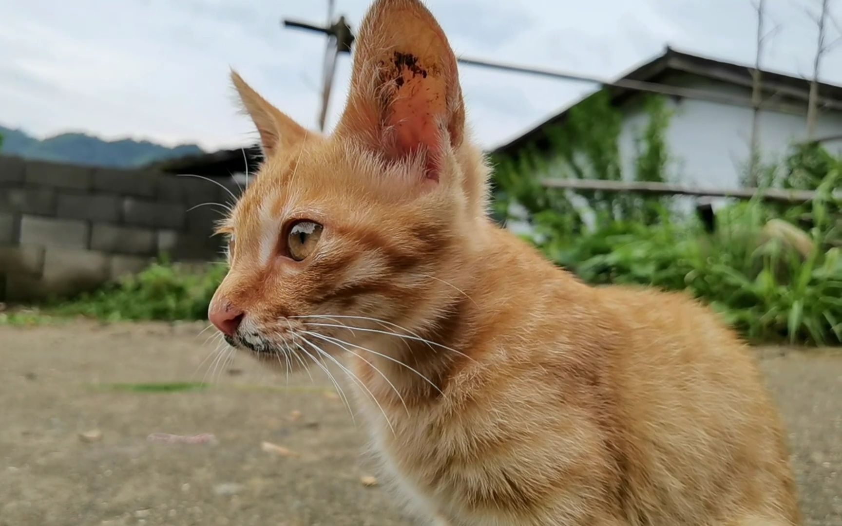 小橘猫自由自在的玩耍,无忧无虑的生活真快乐