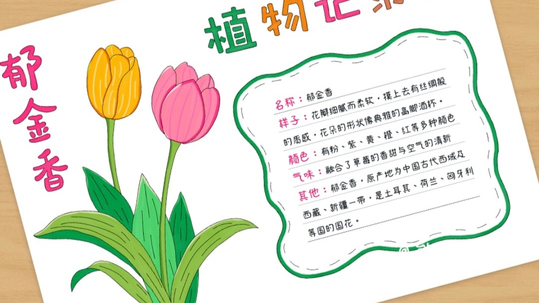 郁金香植物记录卡手抄报 240 🌷