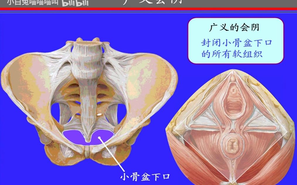 81.会阴——系统解剖学、局部解剖学——这一套就够了哔哩哔哩bilibili