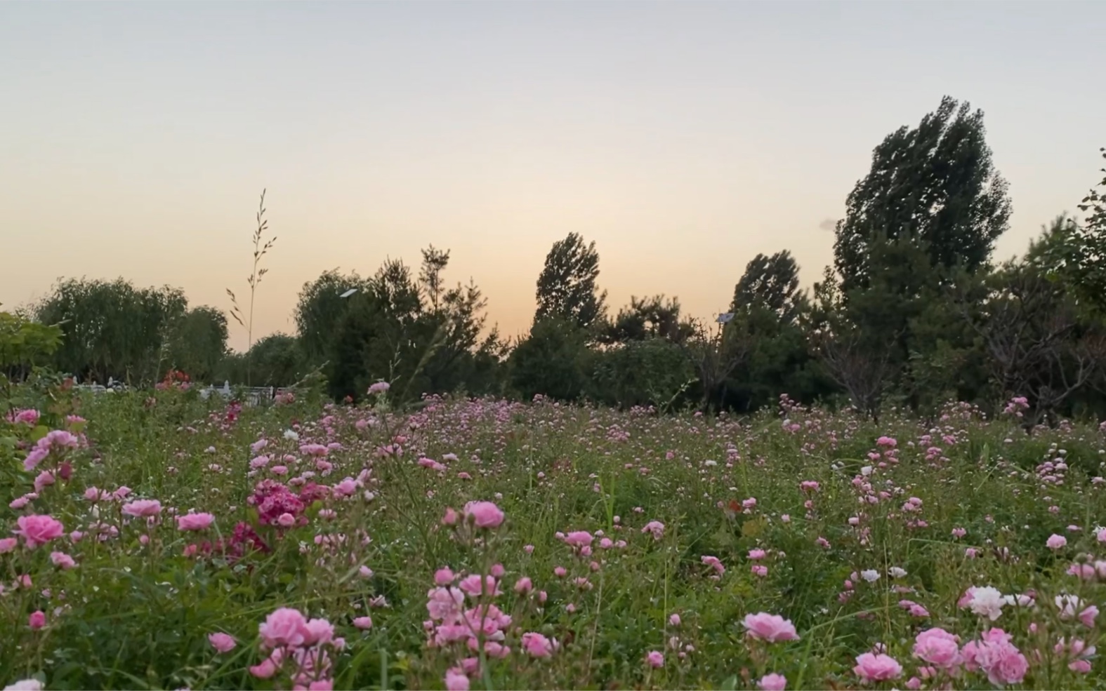 [图]月季园里的月季花