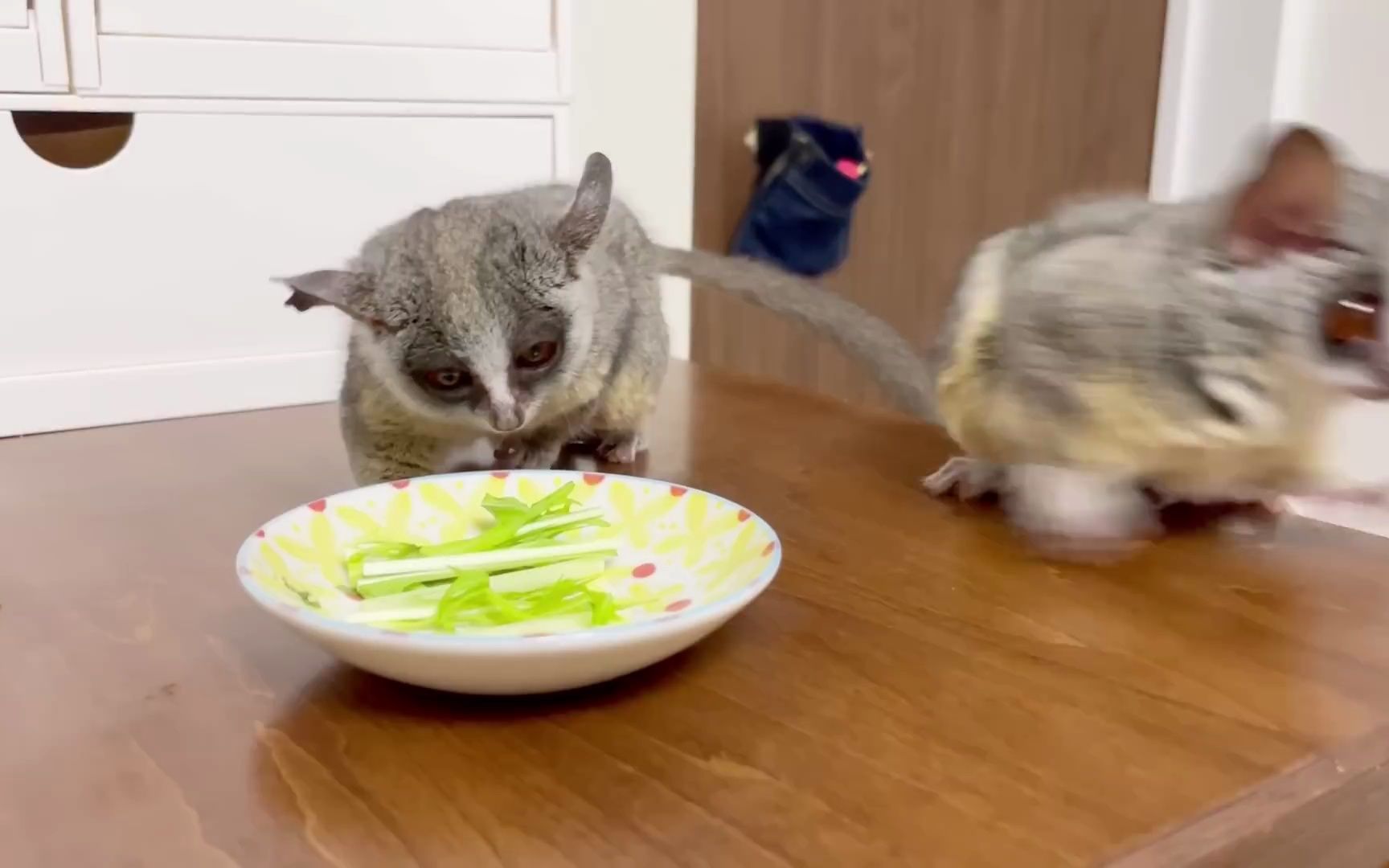 水菜に首をかしげる猿 Monkeys tilts them head at the food they sees for the first time.哔哩哔哩bilibili