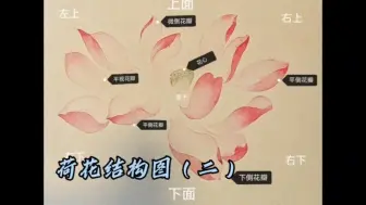 Download Video: 荷花结构图二，画好没骨荷花打基础，教程，接染法