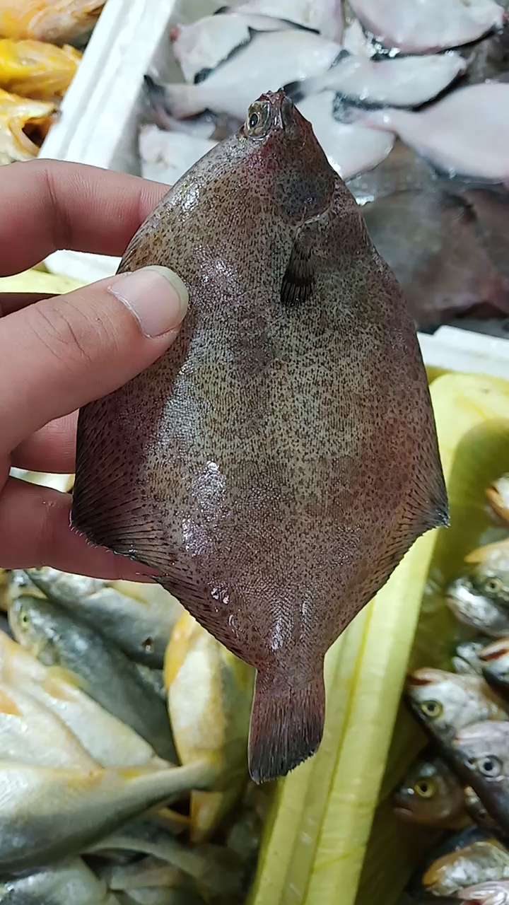 上海芦潮港海鲜市场的 木叶鲽