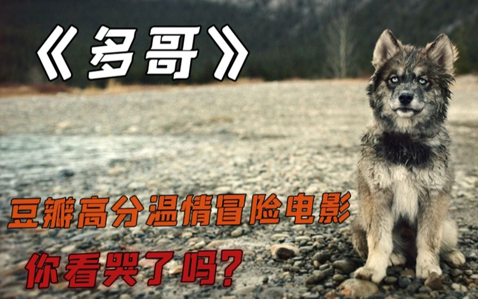 《多哥》:真实事件改编,一条哈士奇拯救55人,看得我老泪纵横!