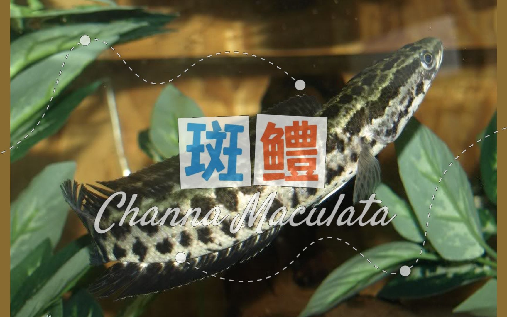 [图]最全雷龙品种介绍，斑鳢Channa Maculata