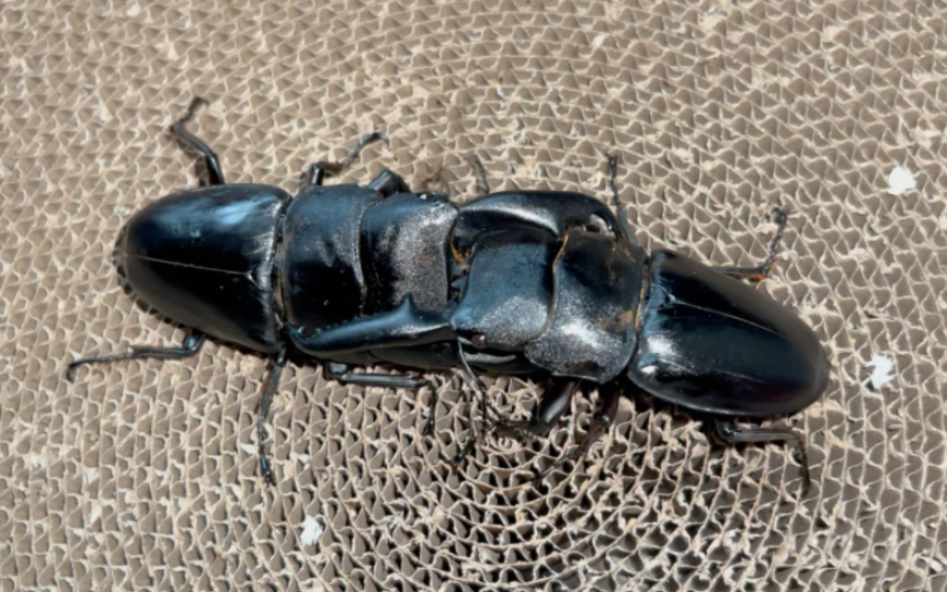 102mm帝王巨扁 vs 102mm巴拉望巨扁 二番战