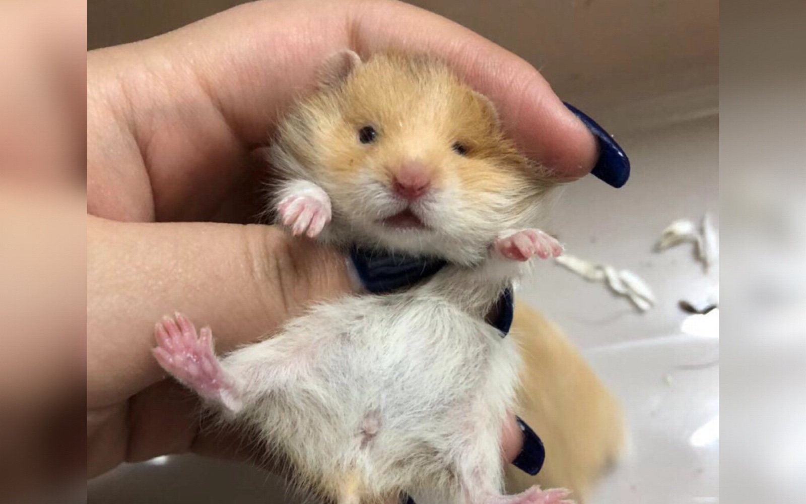 【仓鼠】小时候就这么能吃 长大了可还了得?