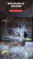 Скачать видео: 养三百蜈蚣一年收入多少