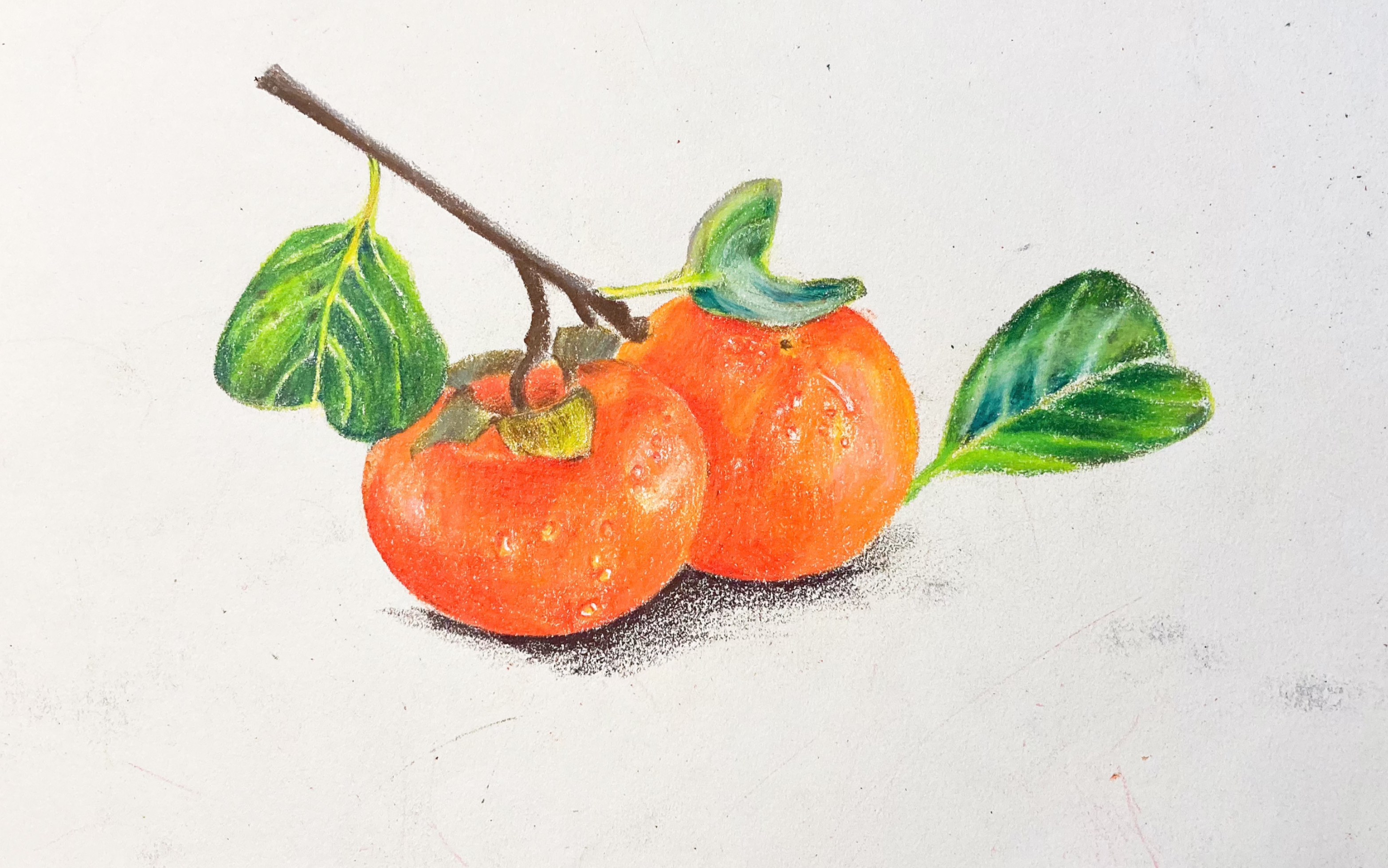 【彩铅画】手绘 祝大家柿柿如意