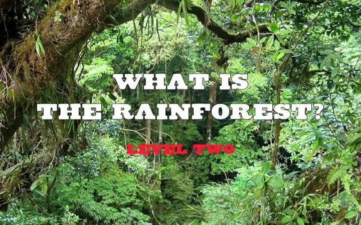 [图]What is the rainforest  YouTube480p