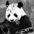 成都熊猫基地360°航拍视频