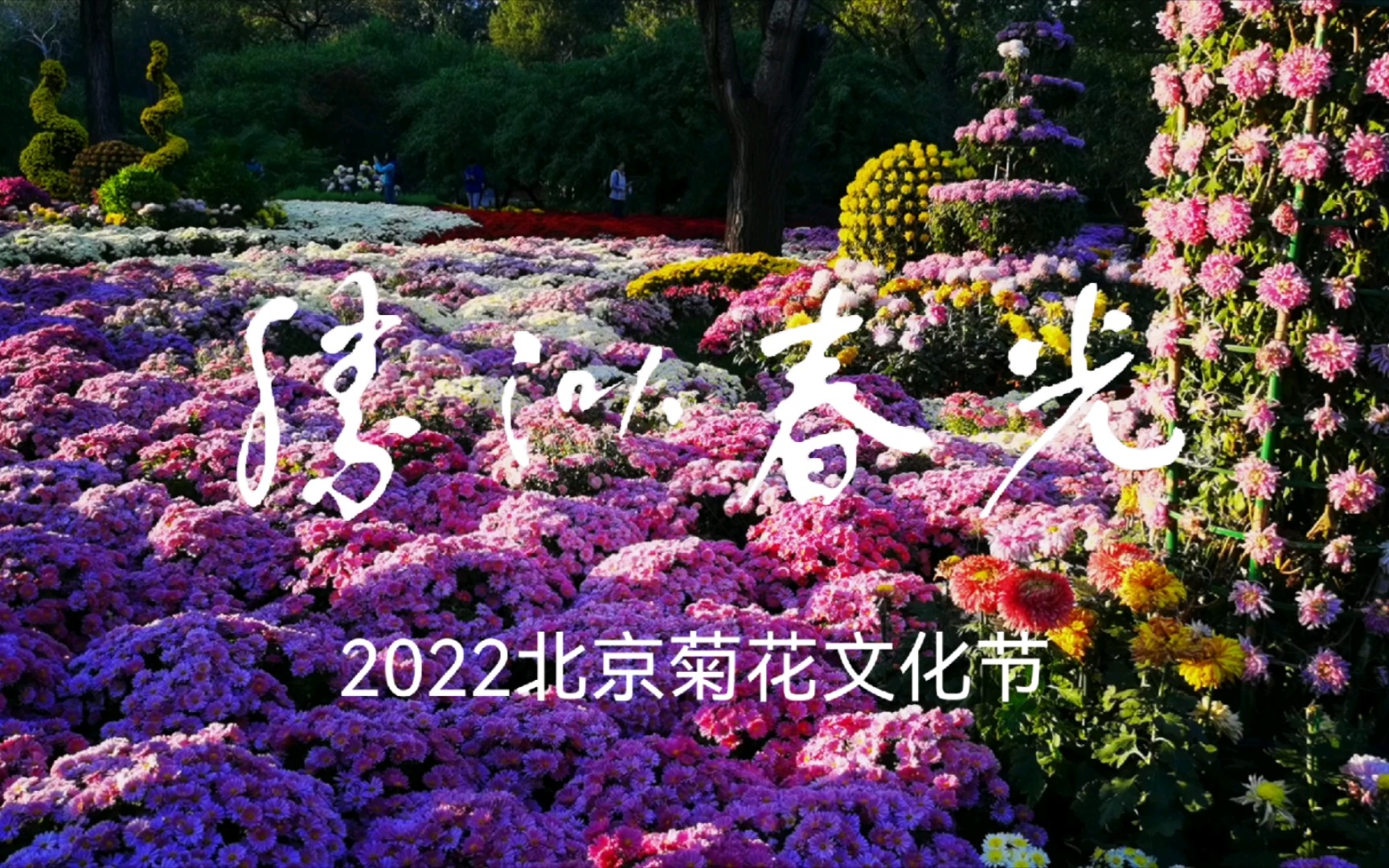 胜似春光—2022北京菊花文化节哔哩哔哩bilibili