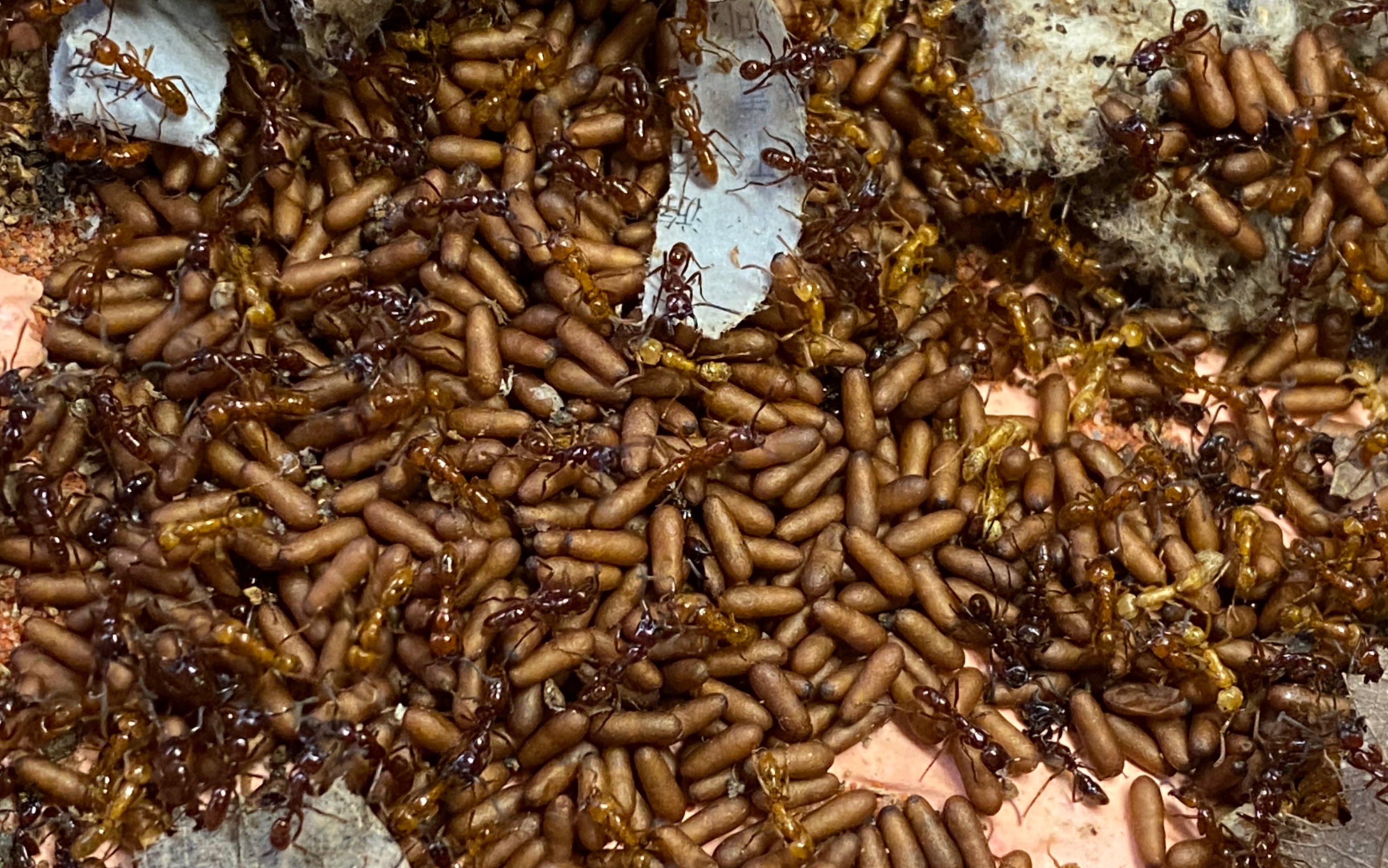 缅甸细猛蚁捕食视频