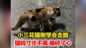 Video herunterladen: 小三花猫刚学会走路，猫妈寸步不离 操碎了心，网友：漂亮的小猫 骄傲的妈妈