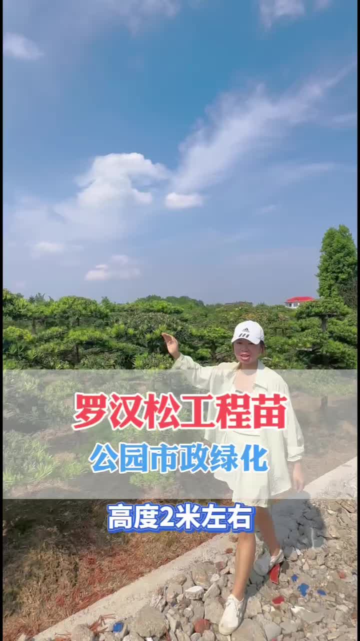 造型罗汉松源头产地哔哩哔哩bilibili