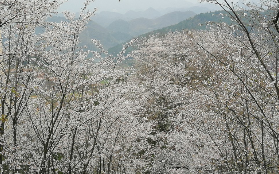 凯里开发区白午公园樱花绽放人山人海前往赏花