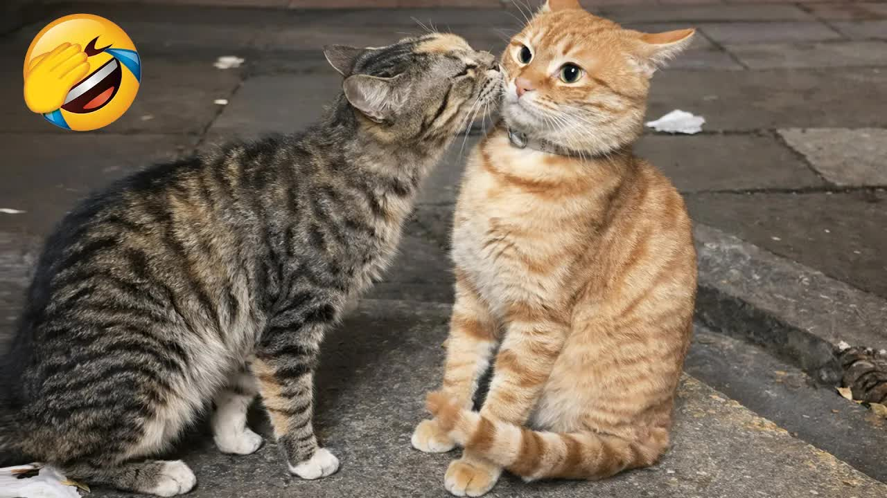笑场就输！2026年最逗猫狗合集 ??
