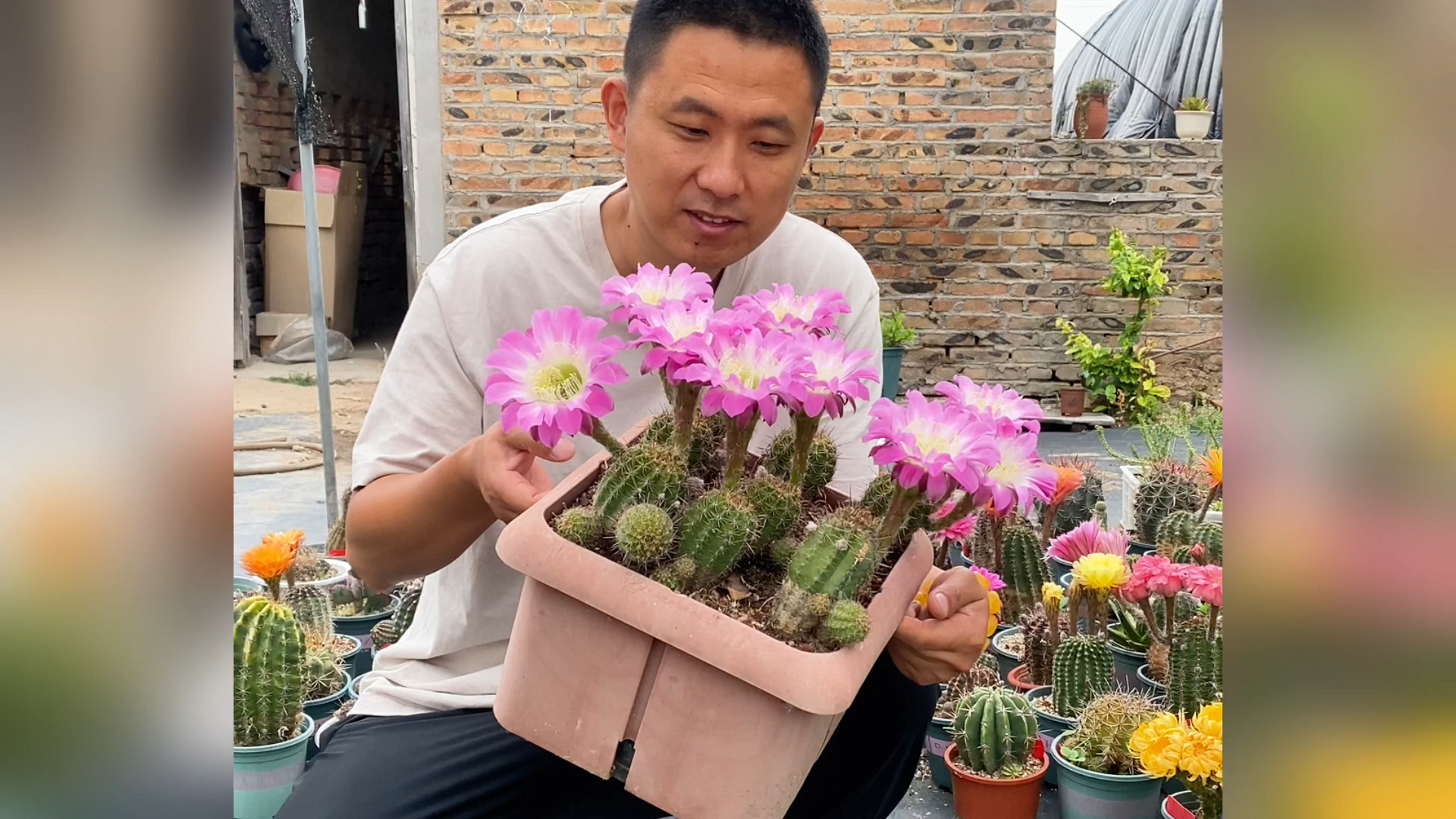 毛花柱仙人球开花了,就是花期太短,对配土要求很低!哔哩哔哩bilibili