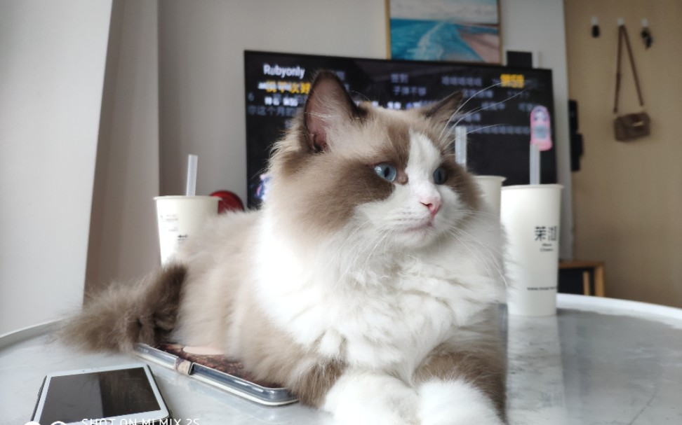 布偶猫海豹小时候