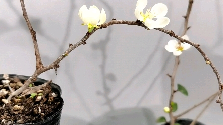 日本白花长寿梅