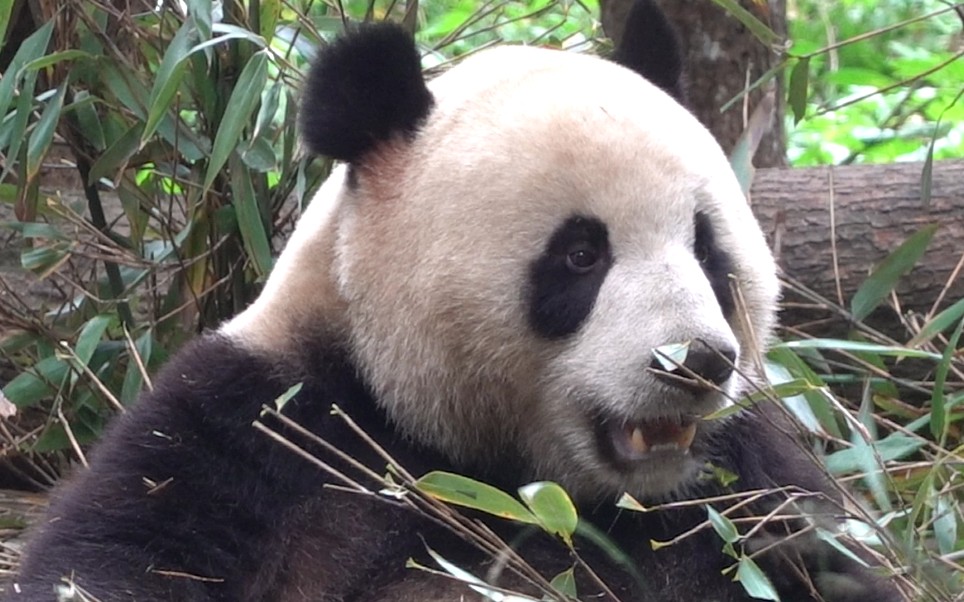 【大熊猫】成实吃竹子